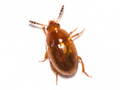 Leiodes litura